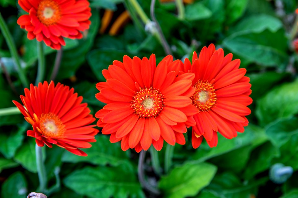 Gerbera Sweet Glow