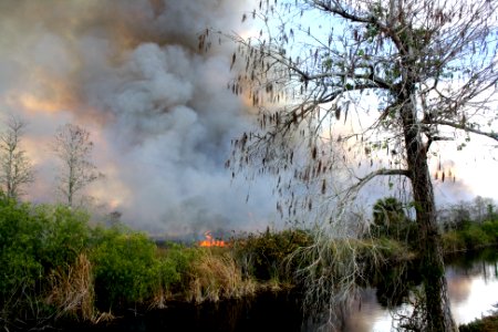 prescribed burn across from HQ