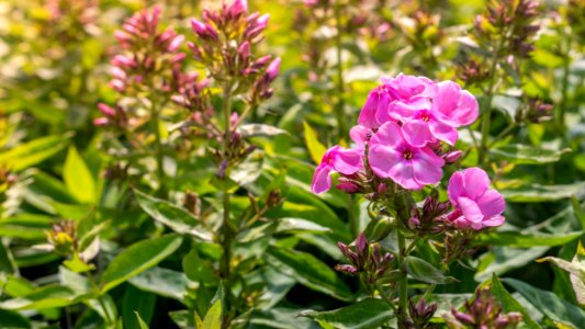 Phlox Soft Pink with Dark Eye