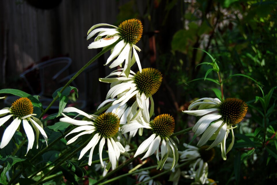 Sun hat garden nature