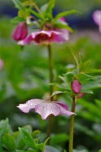 Helleborus Hyb. Tutu