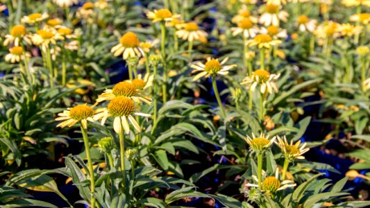 Echinacea Cleopatra
