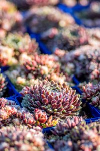 Sempervivum Arachnoideum