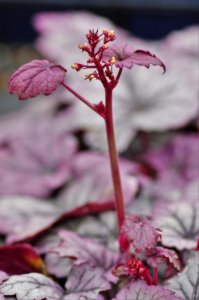 Heuchera Sugar Plum photo