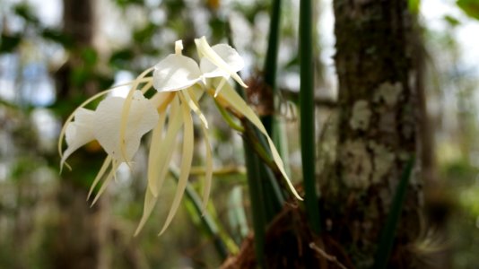 Lady of the Night exotic Orchids