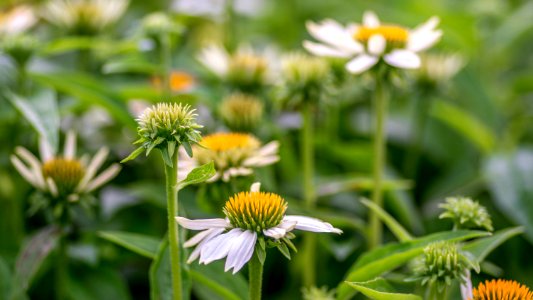 Echinacea Crazy White