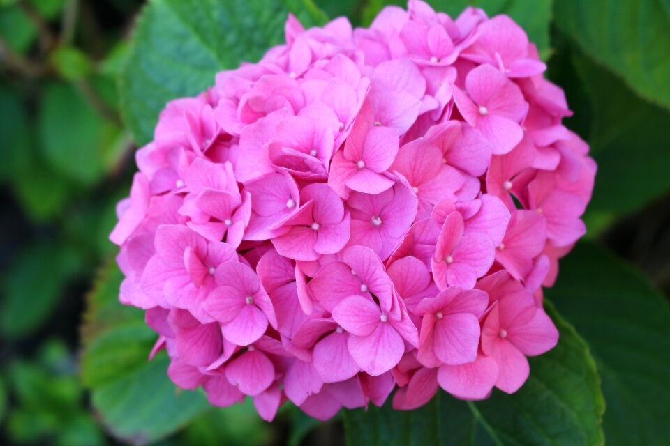 Garden plant pink