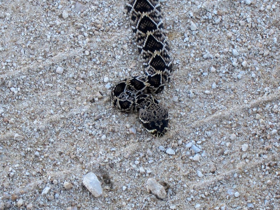 Diamondback Snake