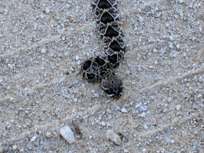Diamondback Snake