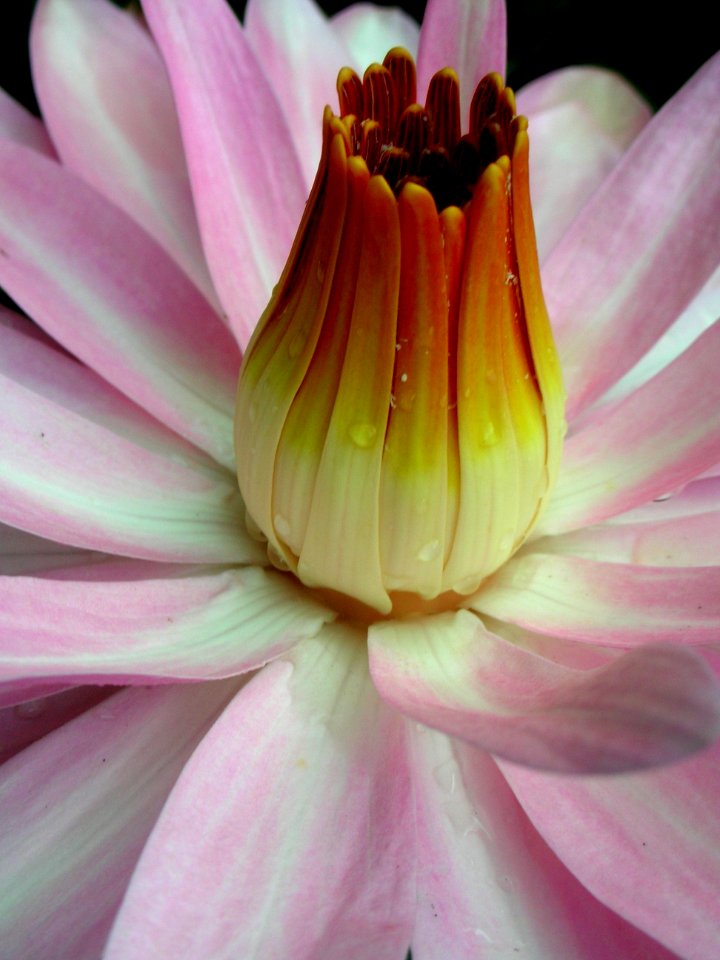 Fragrant Water Lily