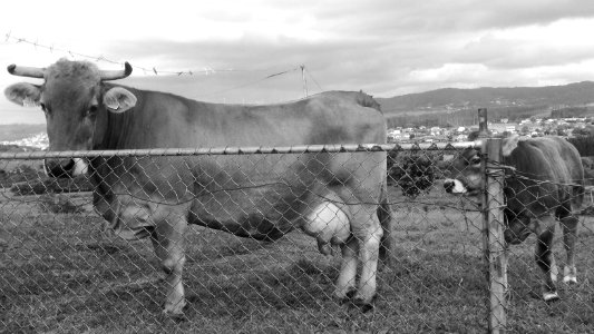 Vaca Gallega y su Tenreiro