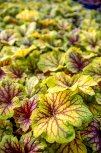 Heuchera Red Lightning