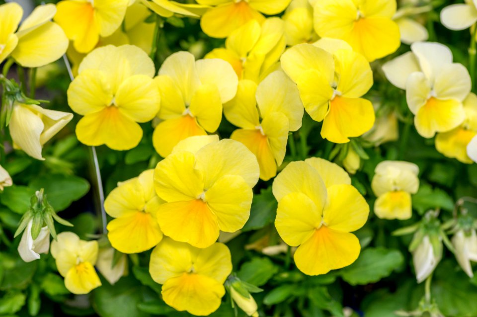 Viola Lemon Chiffon