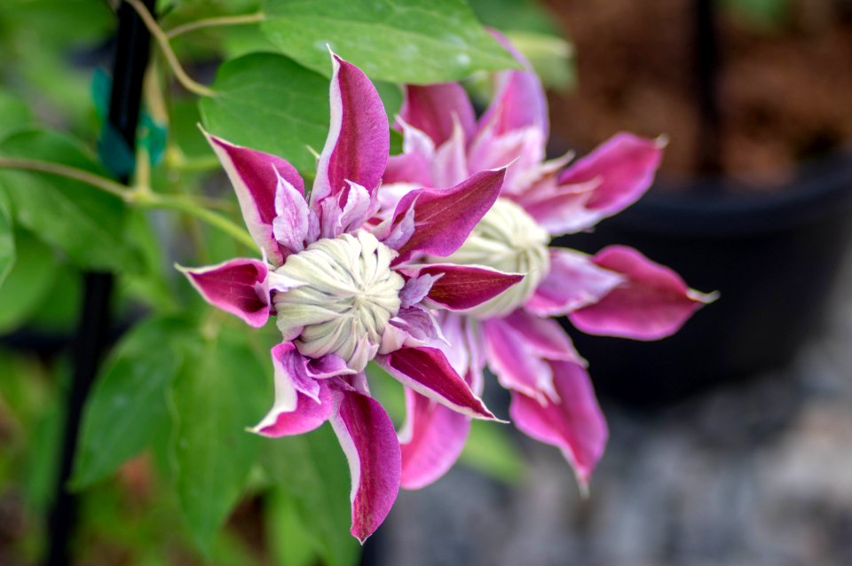 Clematis Assortment 2