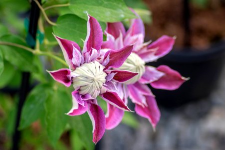 Clematis Assortment 2