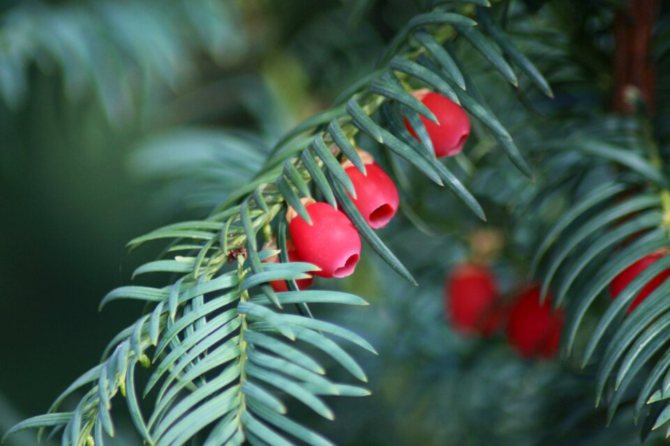 Autumn fruits berries