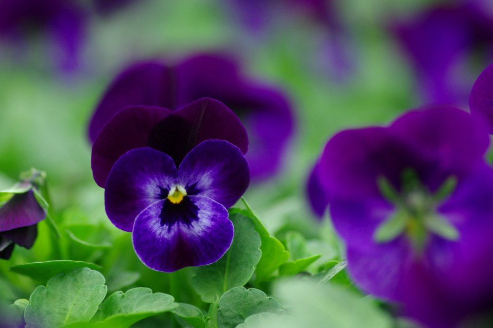 Viola Penny Denim Jump Up