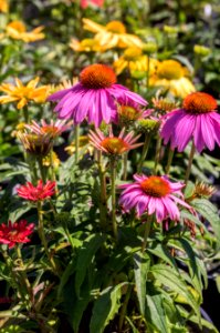 Echinacea Cheyenne Spirit