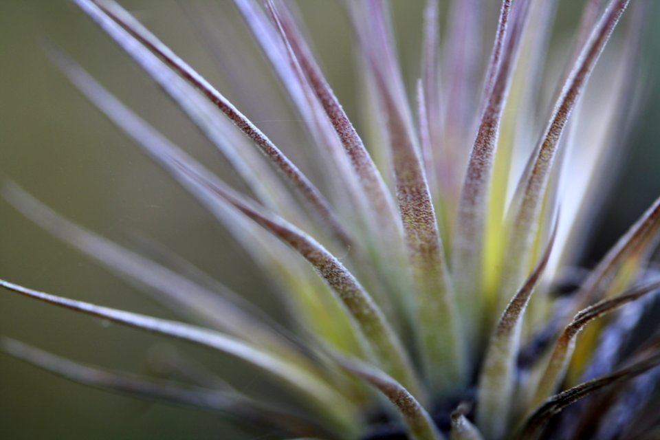 Cardinal Airplant