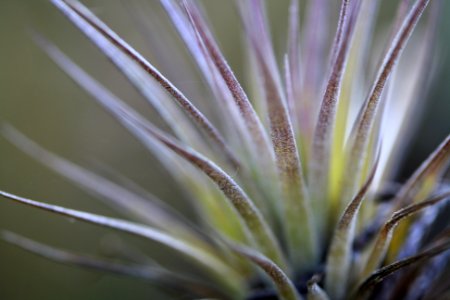 Cardinal Airplant
