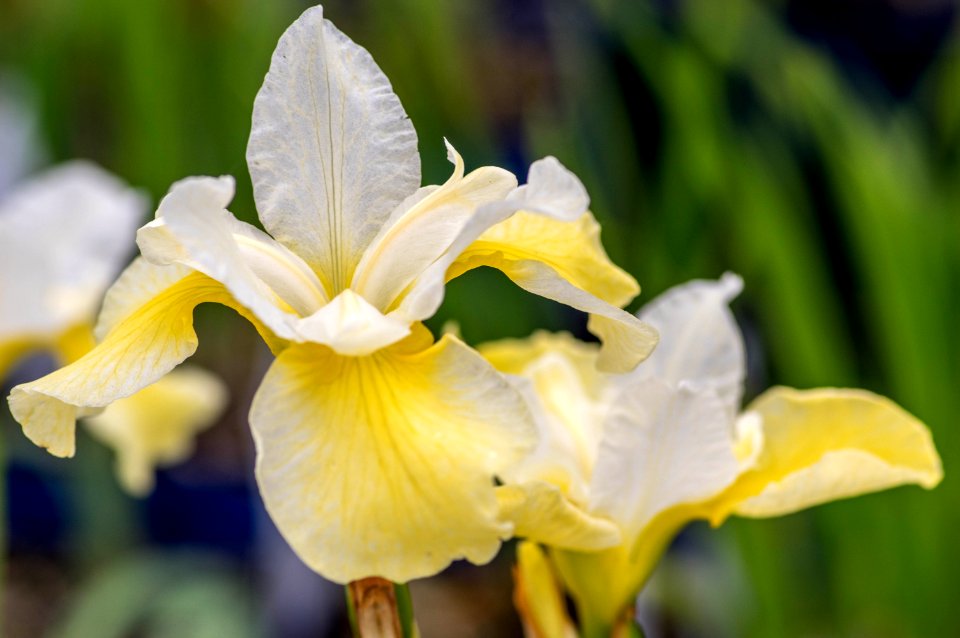 Iris S. Butter & Sugar