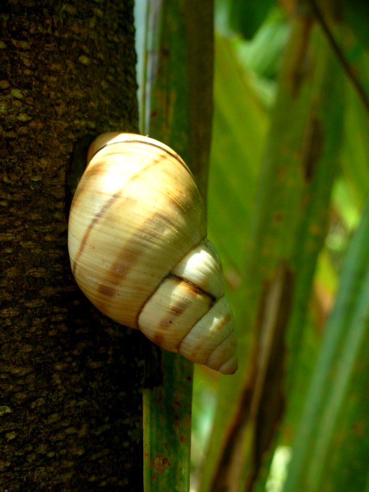 Liguus Tree Snail