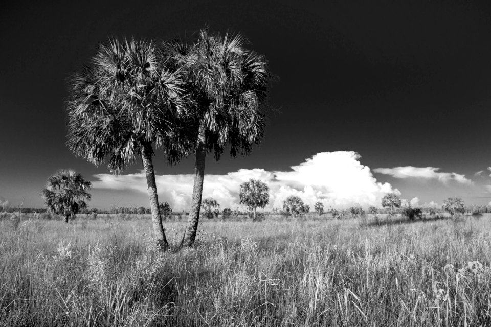 Prairie Southside of Tamiami