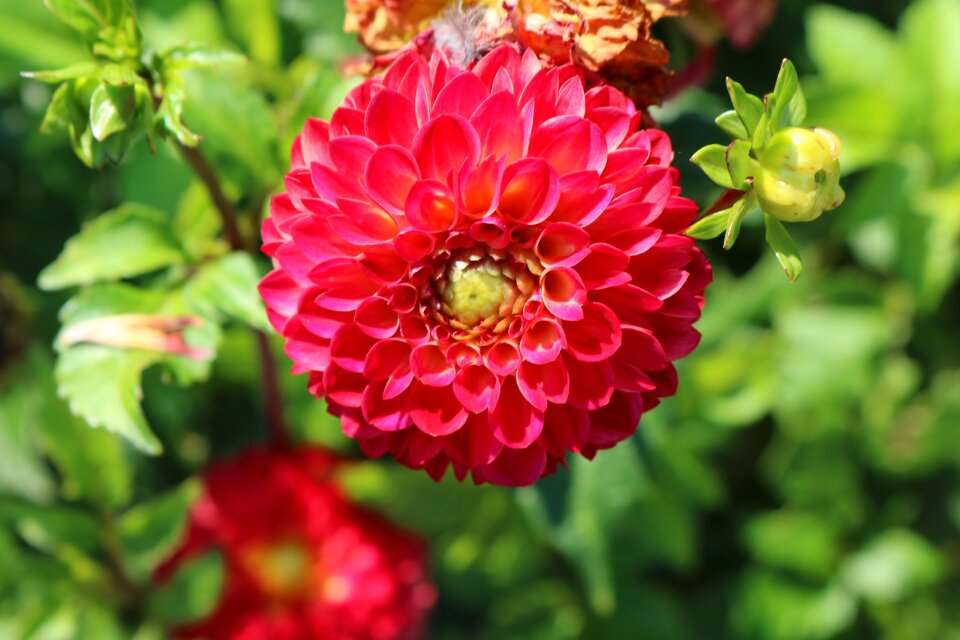 Garden plant red