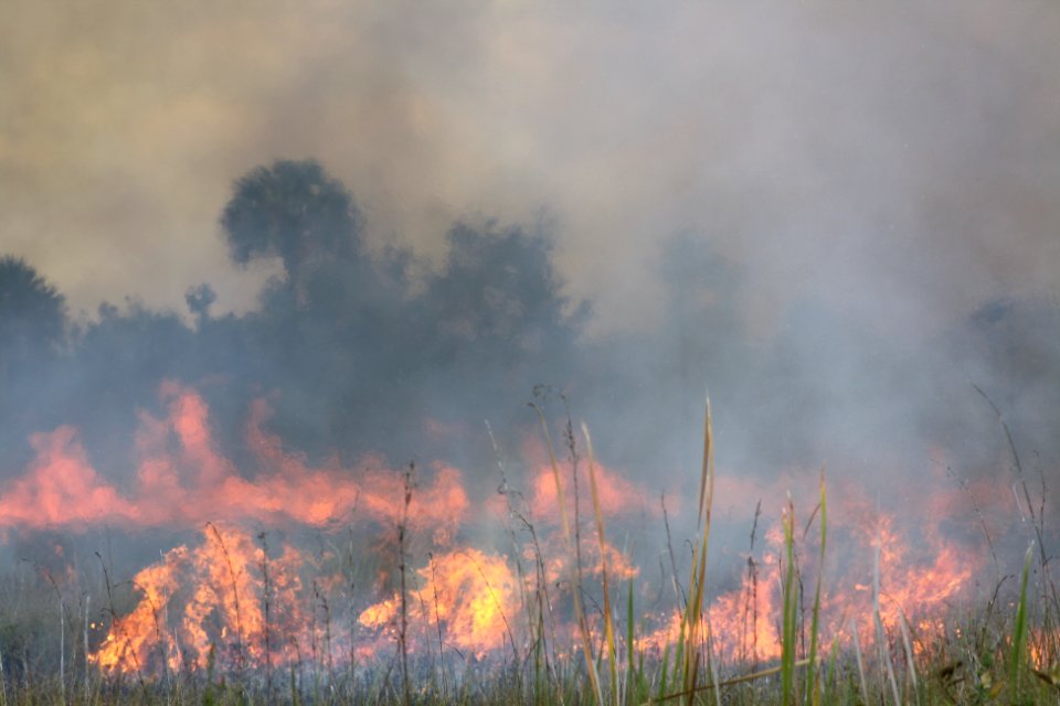 prescribed burn across from HQ