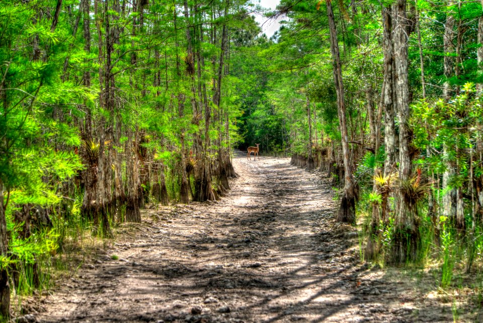 DSC08213 tonemapped