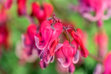 Dicentra Red Fountain