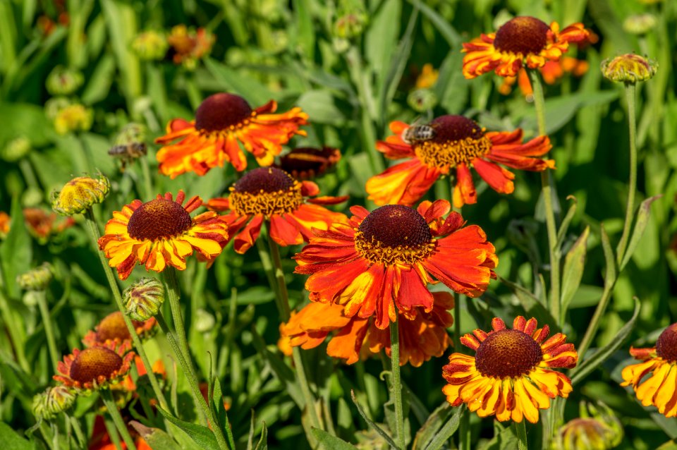 Helenium Mardi Gras