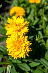 Coreopsis Golden Crown