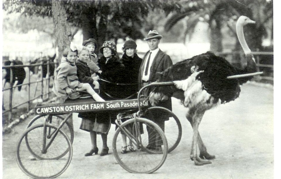 Cawston Ostrich Farm, South Pasadena