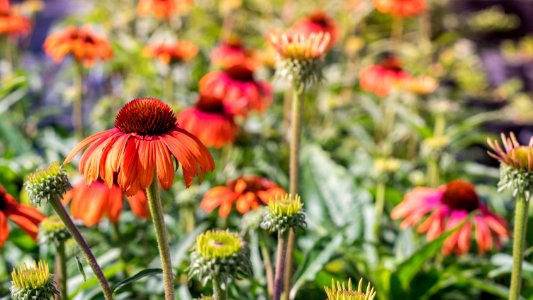 Echinacea Rainbow Marcella