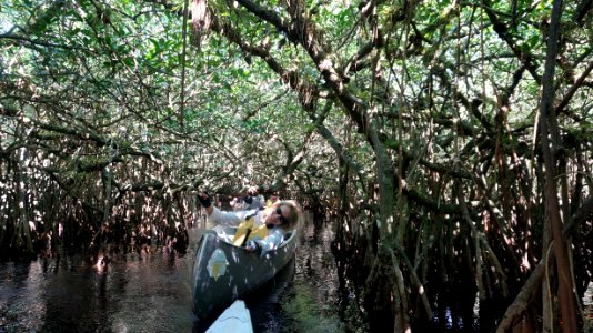 mangrove tunnel photo