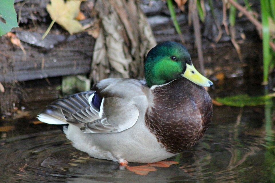 Duck water bird drake