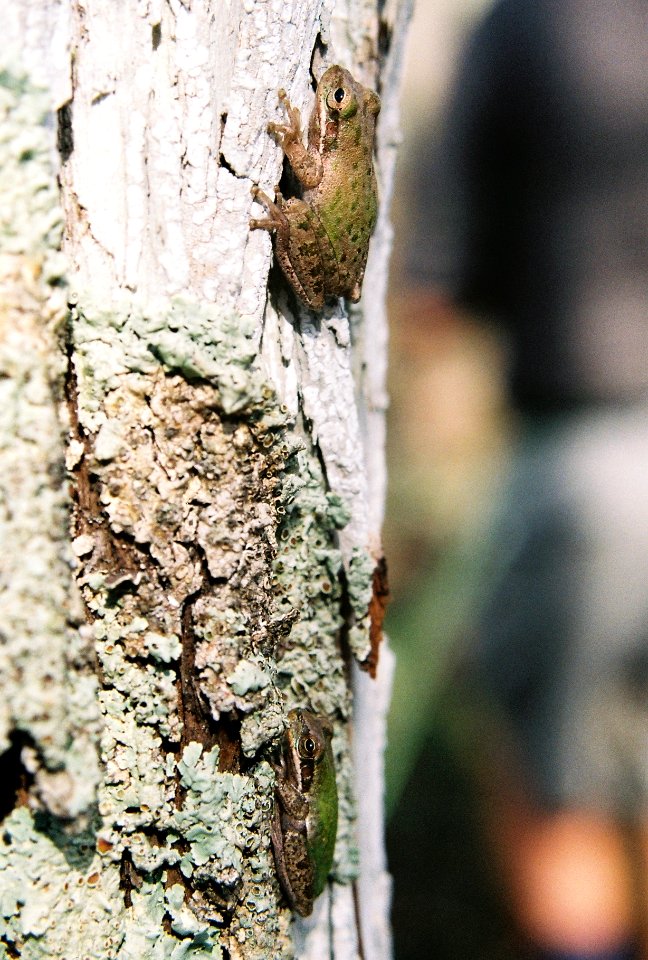 Barking Tree Frogs