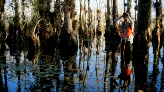 Birding Gator Hook