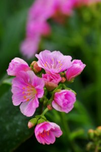 Lewisia Cotyledon 2