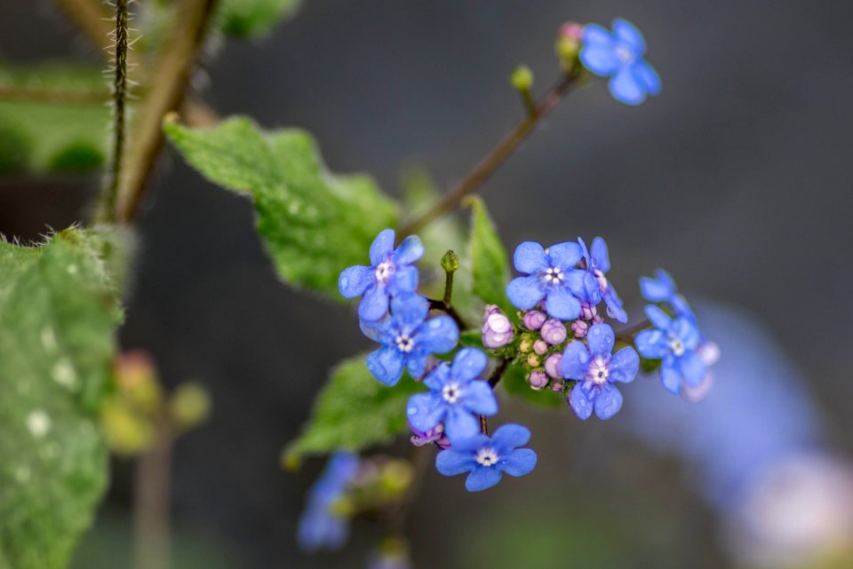 Brunnera Jack Frost photo