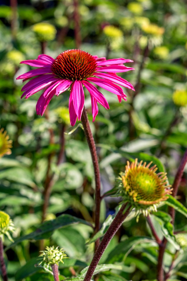Echinacea Pica Bella