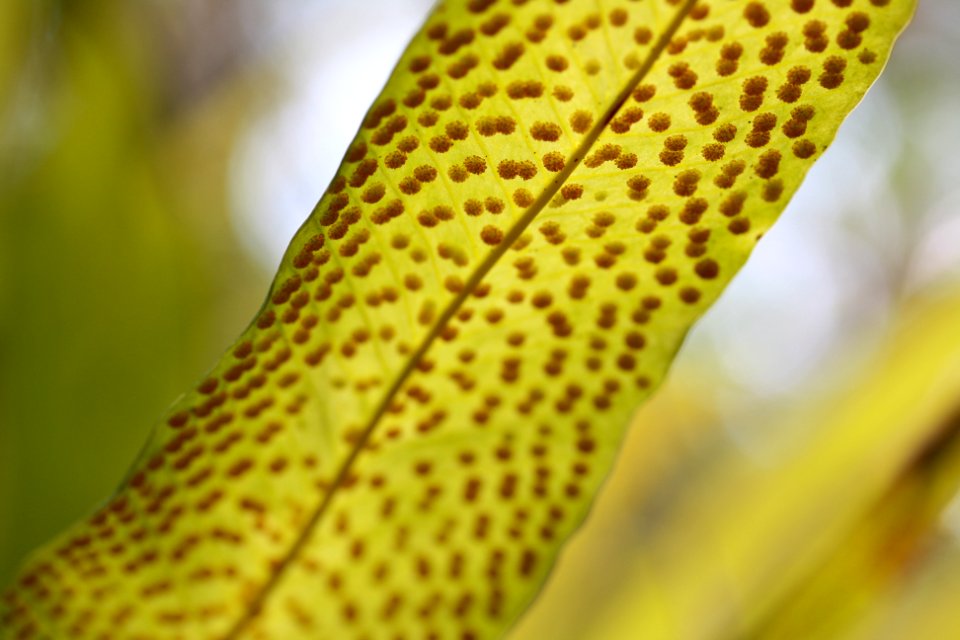 Strap Fern with Sori