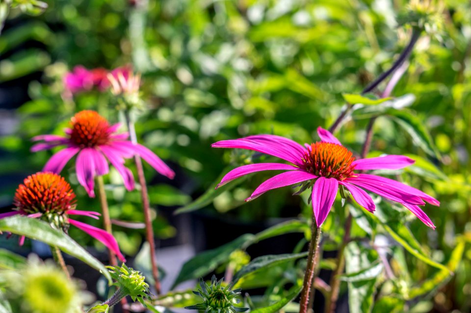 Echinacea Powwow