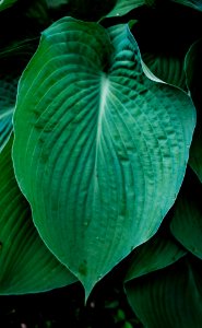 Leaf
