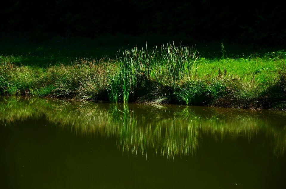 Mirroring biotope nature