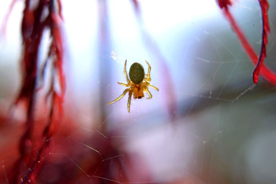 Arachnid halloween cobweb