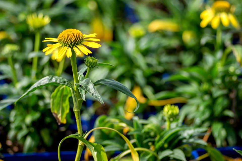 Echinacea Cleopatra