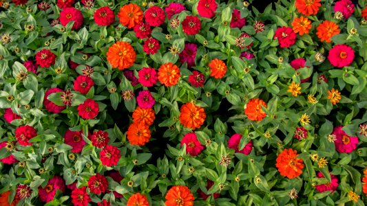 Zinnia Double Zahara Duo