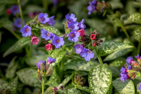 Pulmonaria Dark Vader